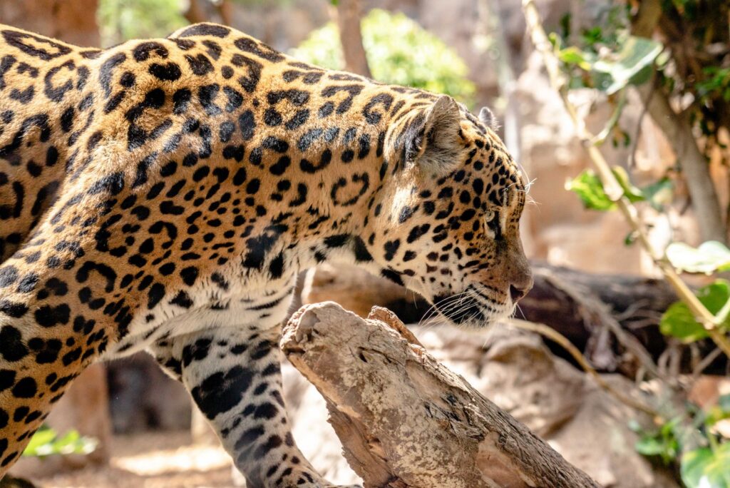 Jaguar prowling in a sunlit setting