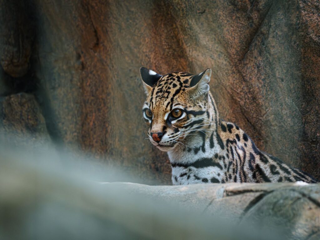Close-up of an ocelot on rocky ground
