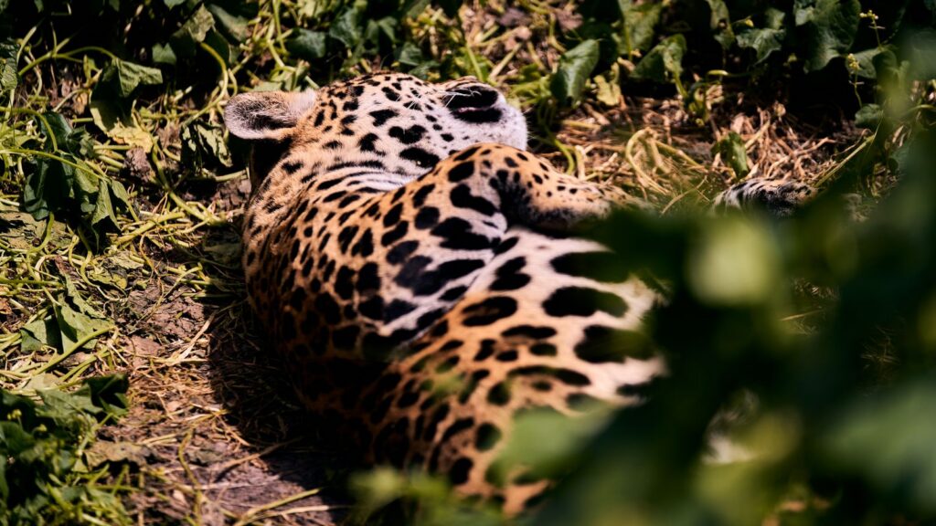 Jaguar resting among green jungle plants