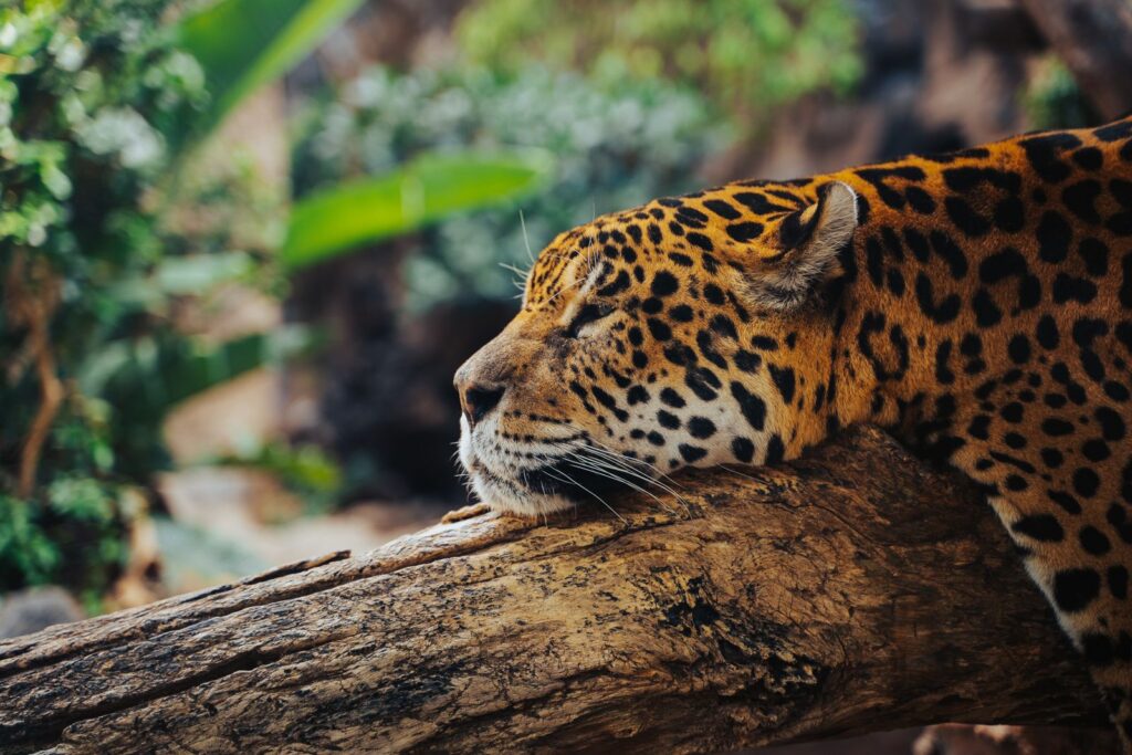 Jaguar lying on a tree log in a forest