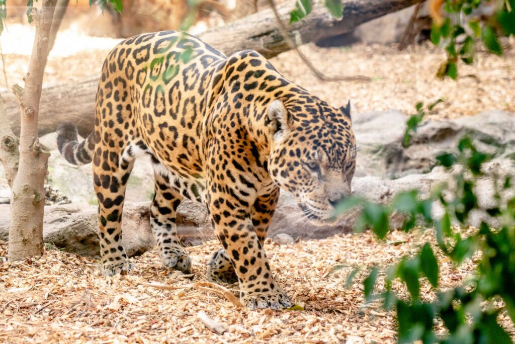 Adult jaguar walking through vegetation