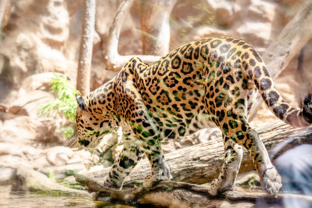 Jaguar walking through a shallow stream