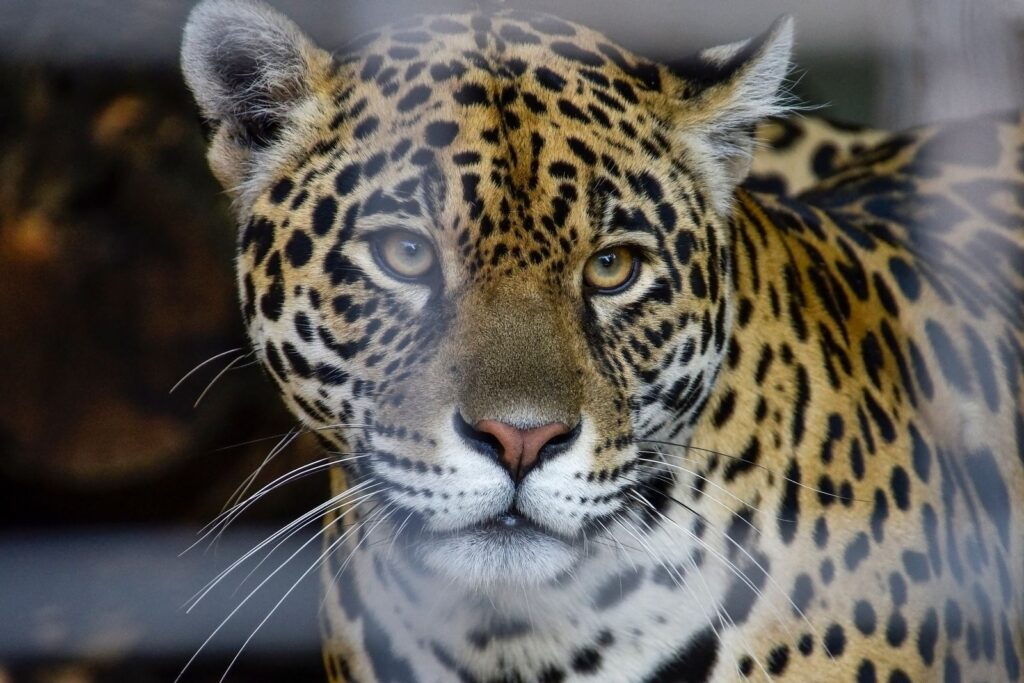 Close-up of a jaguar showing its rosette pattern
