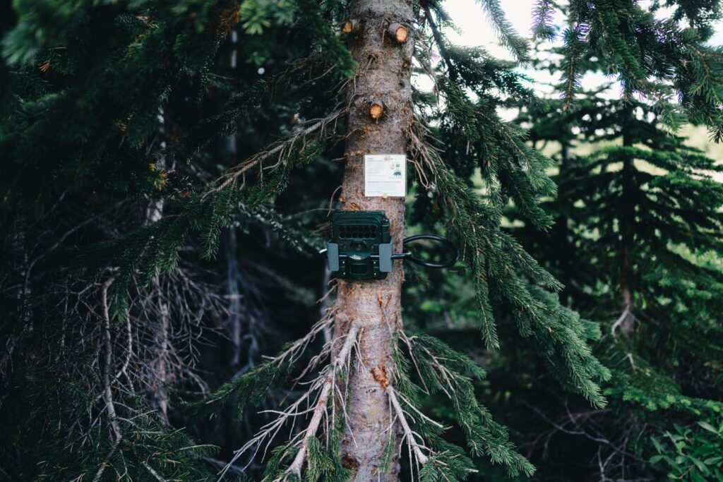 Wildlife trail camera strapped to a tree trunk