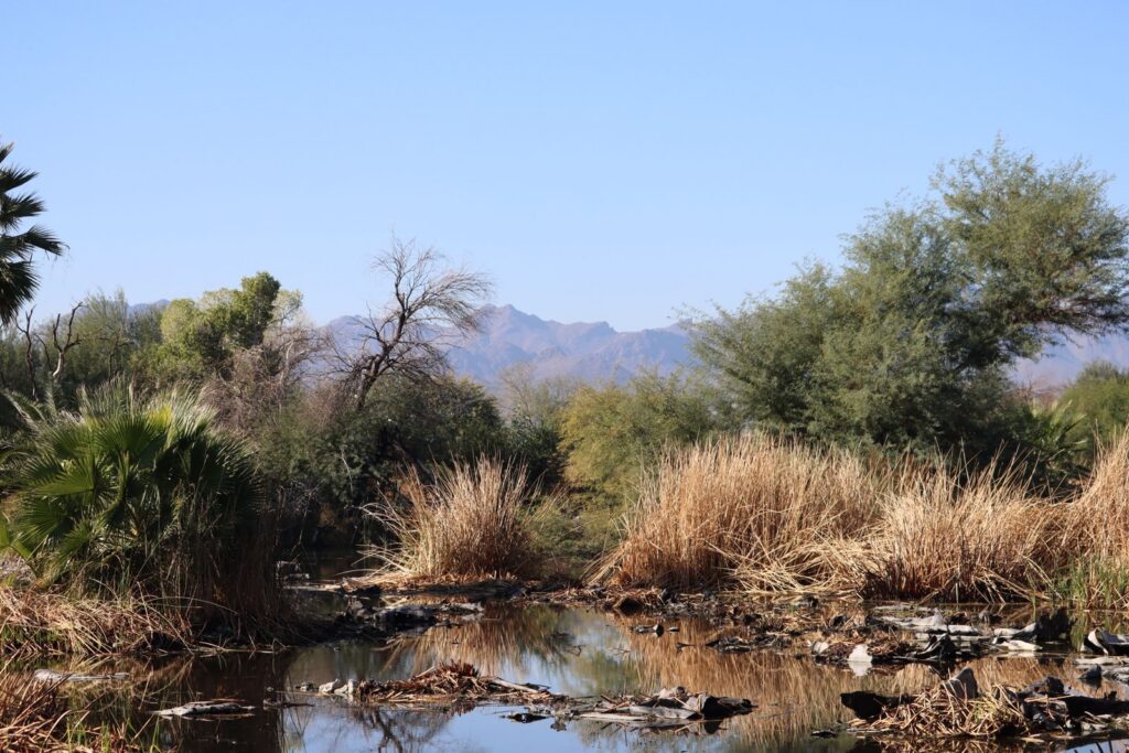 Desert vegetation with mountains near Tucson, Arizona