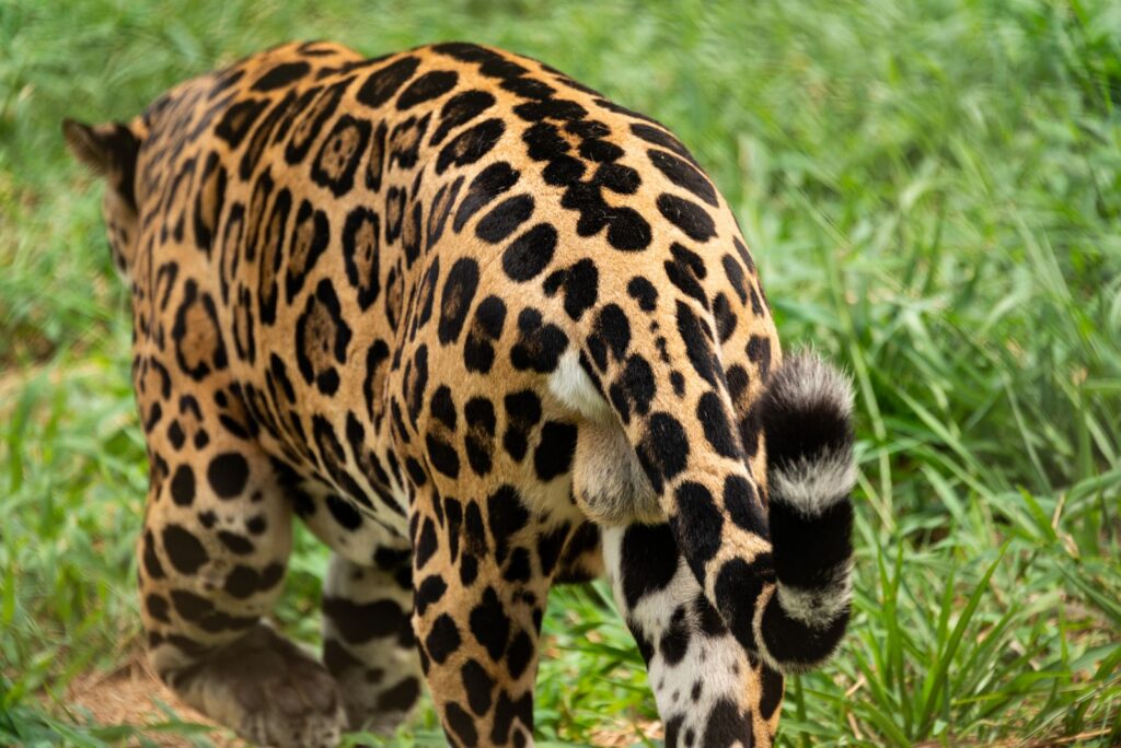 Back view of a jaguar walking through grass