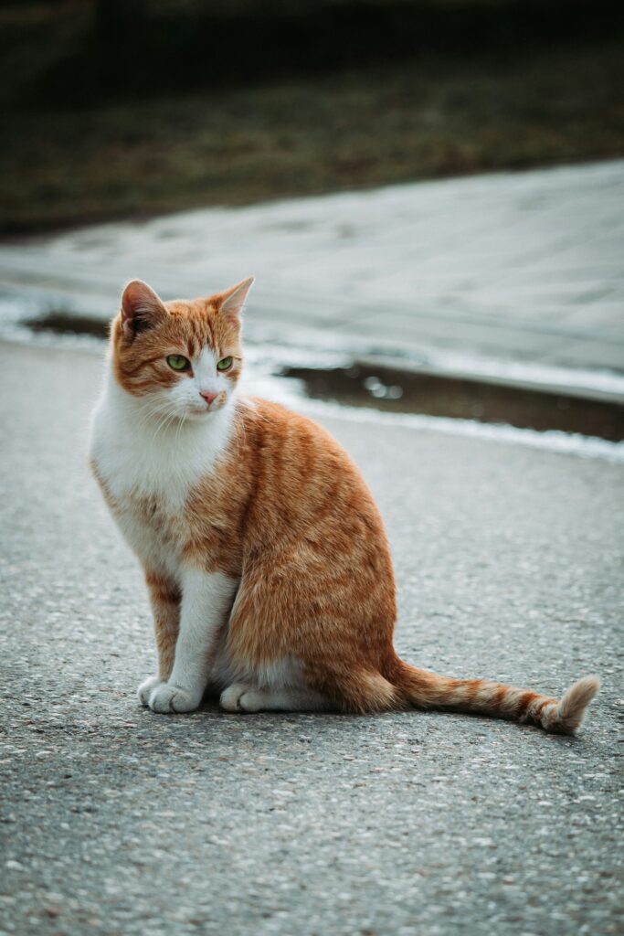 Orange and white cat sitting on a concrete floor