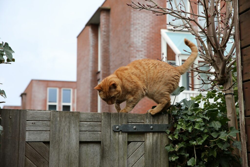 Orange tabby cat sitting on a wooden fence