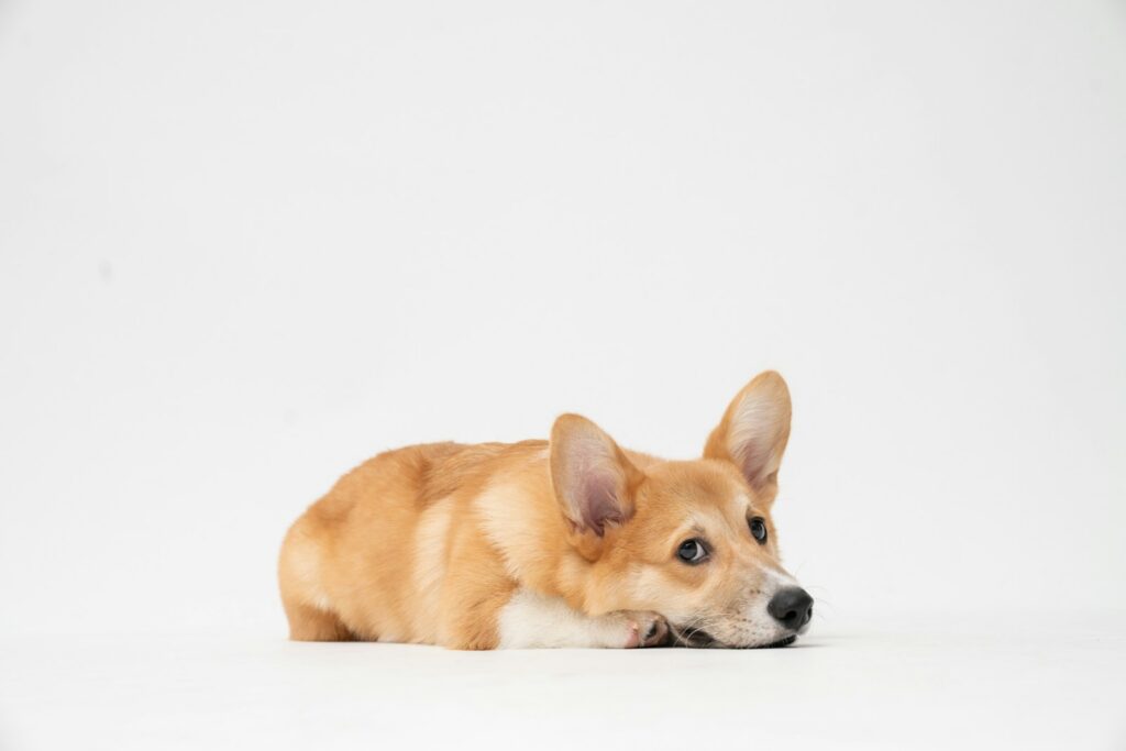Brown and white corgi lying on a white surface