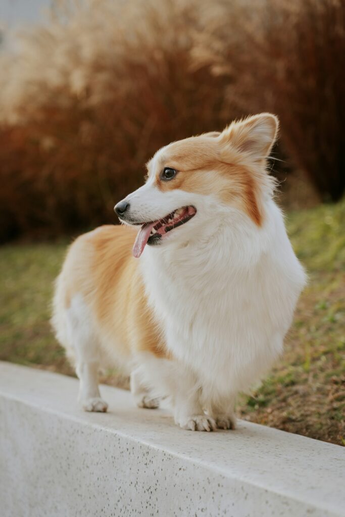 Fluffy corgi standing on a ledge outdoors