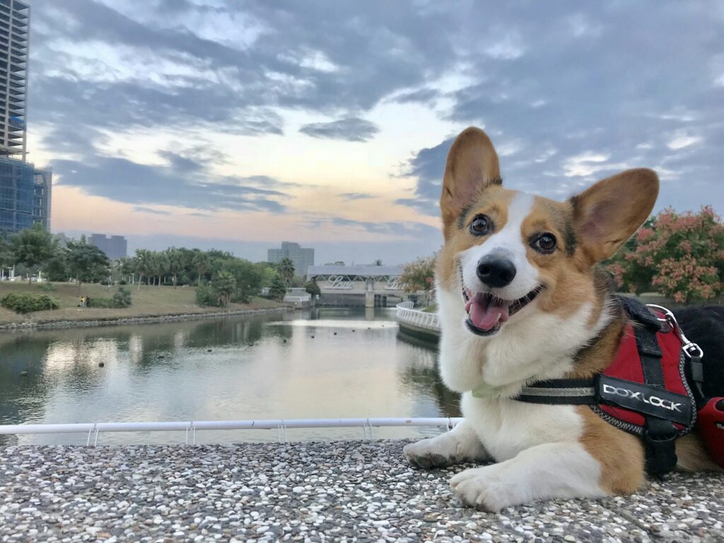 Corgi lying down near a body of water