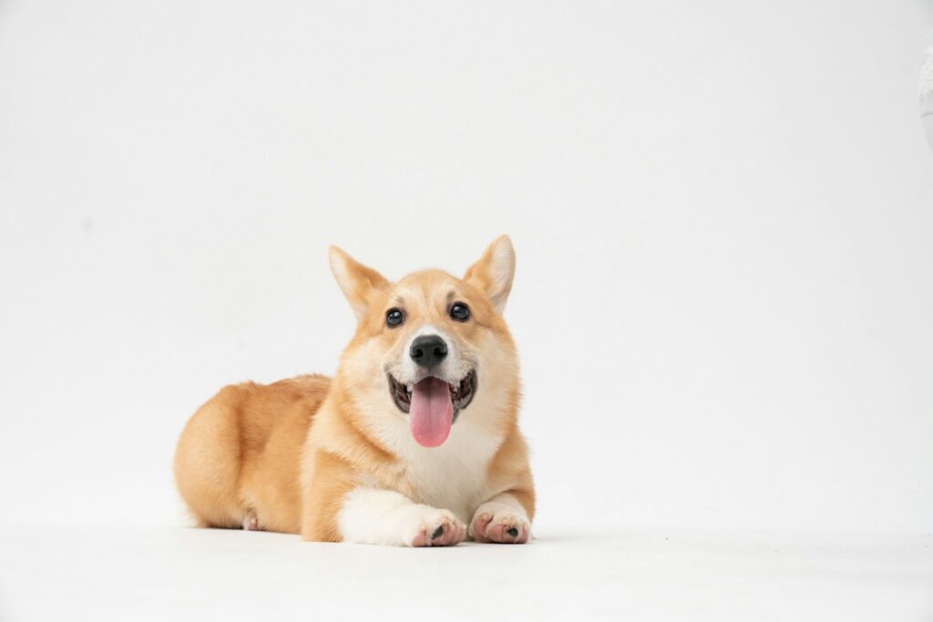 Brown and white corgi puppy looking at the camera