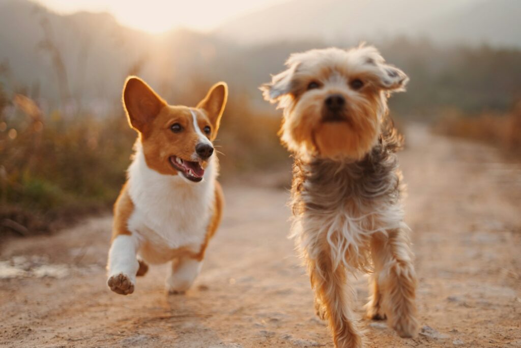 Two corgis running along a dirt road