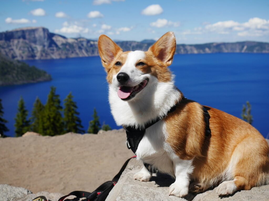 White and brown corgi standing on gray sand