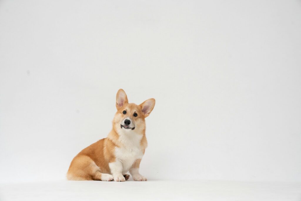 Brown and white corgi puppy resting indoors