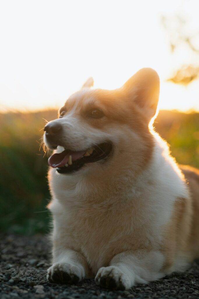 Happy corgi outdoors at sunset