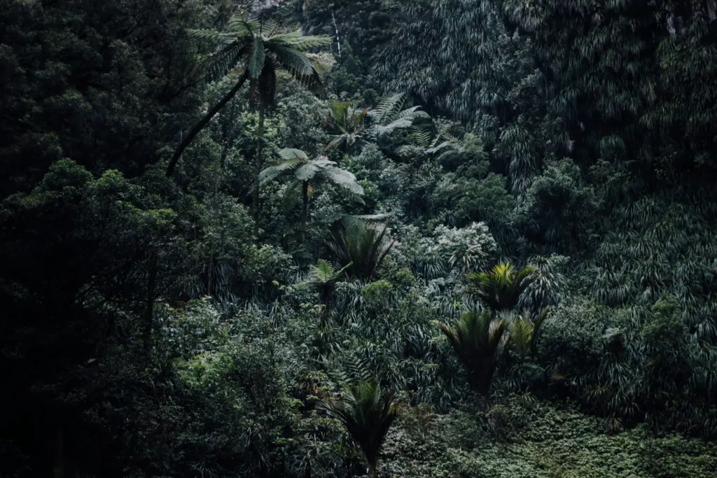 Harrison Ford Trump: Aerial view of a dense green rainforest canopy