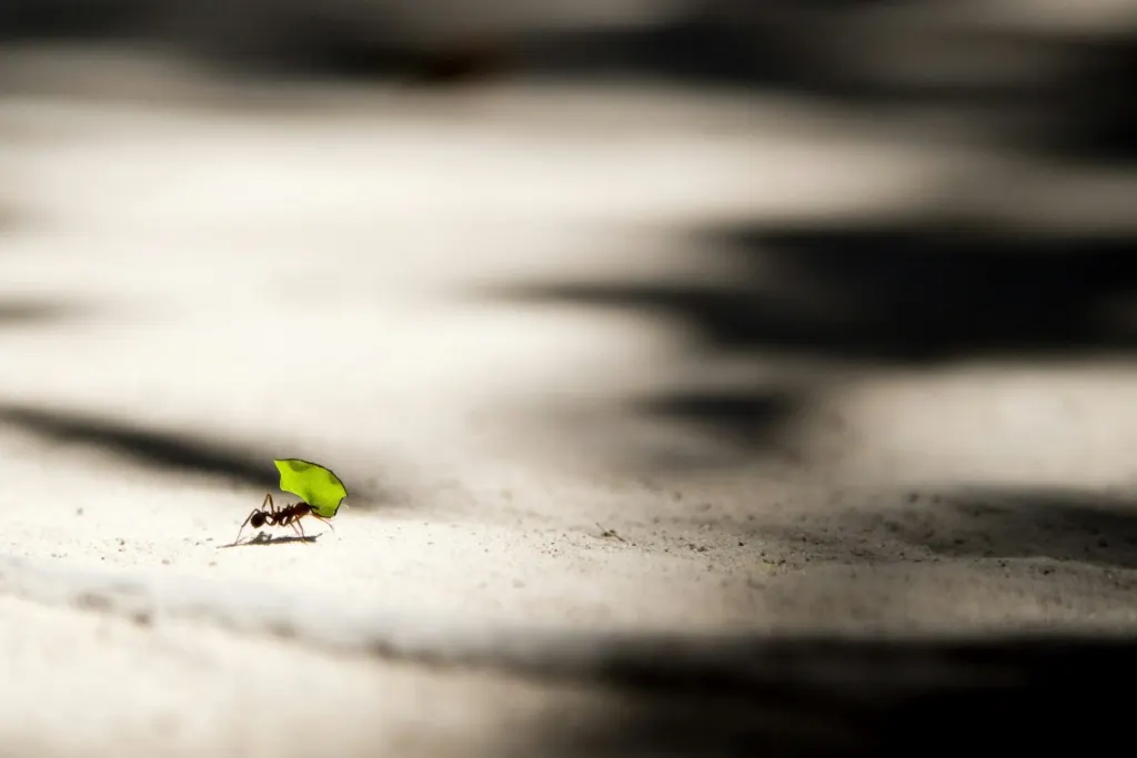 Close up of a leaf-cutter ant carrying a piece of leaf