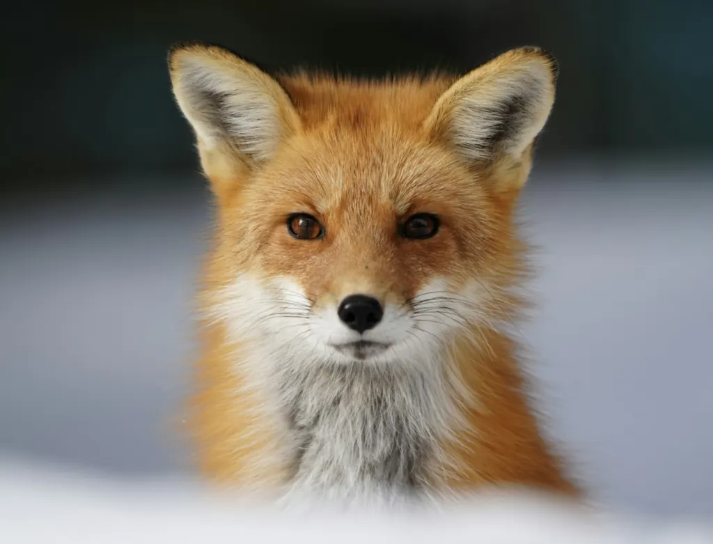 Red fox standing in snow and staring straight at the camera